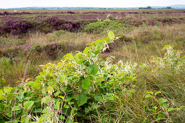 polígono japonesa en la ciénaga irlandés - leafes fotografías e imágenes de stock