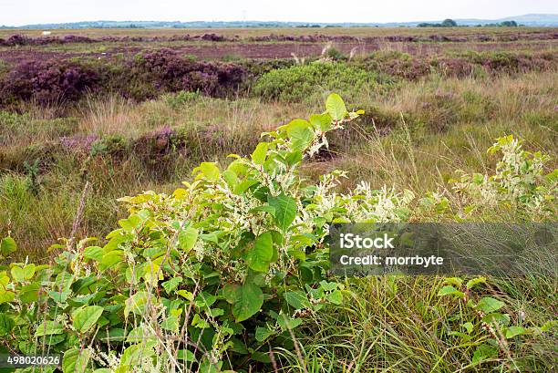 Japanese Knotweed In An Irish Bog Stockfoto en meer beelden van Grond - Grond, Varkensgras, Kudzu