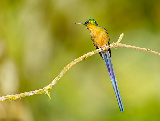 istock Hummingbird , Violet-tailed Sylph 498020814