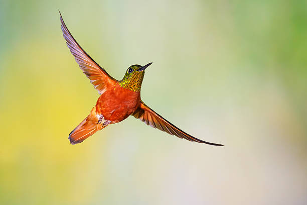 istock Hummingbird , Chestnut-breasted Coronet 498020934
