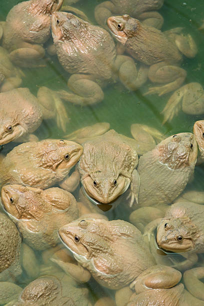 istock The raising frogs in pond 498022748