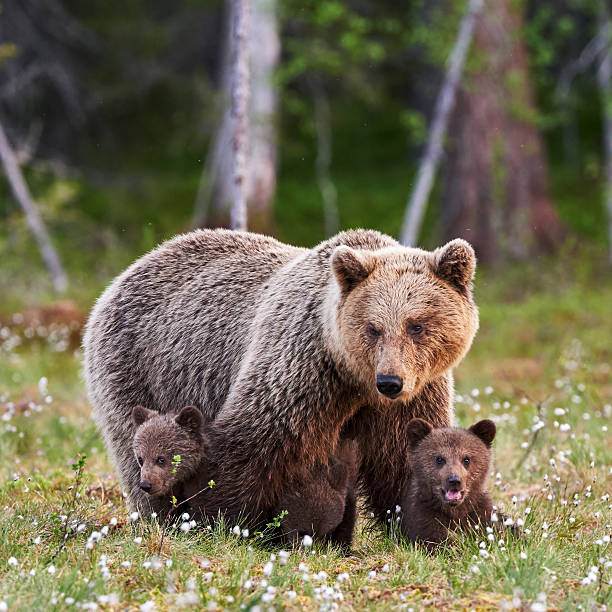 istock Mother brown bear and her cubs 498022968