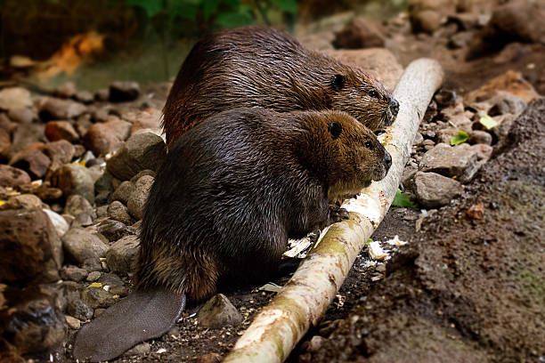 Beavers at work Couple of beaver eating away a tree beaver stock pictures, royalty-free photos & images