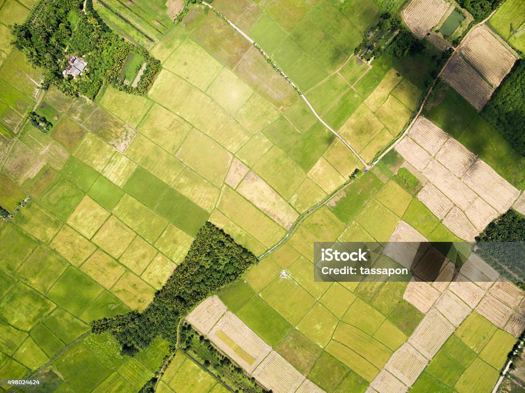 rice field plantation pattern rice field plantation pattern aerial view Aerial View Stock Photo