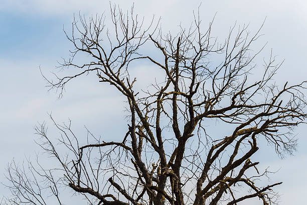 istock Dry tree in the middle of nature 498025116