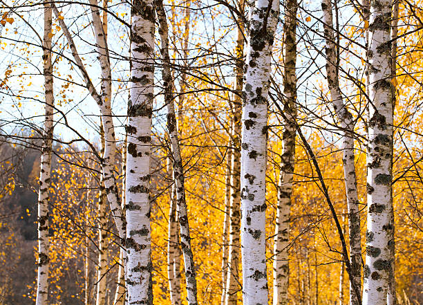 istock Birch forest autumn landscape Russian 498026202