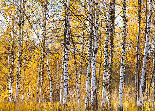 istock Birch forest autumn landscape Russian 498026342