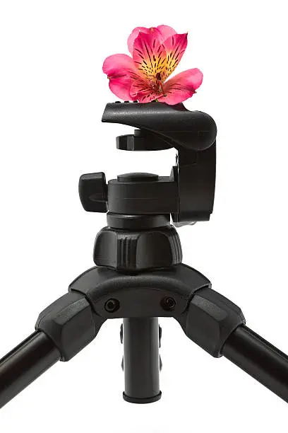 Photo of Tripod Flower