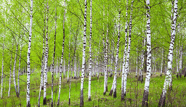 istock Green birch forest springtime landscape Russian 498026916