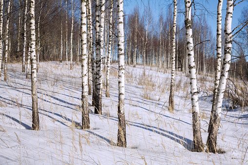 Winter birch grove in Russian forest