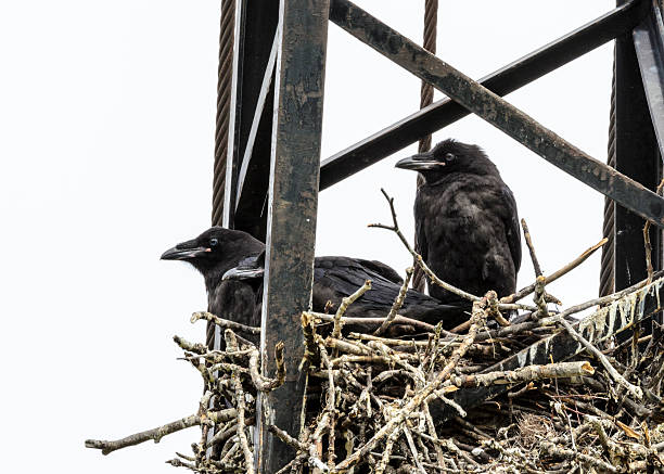 baby ravens in un nido - crows nest foto e immagini stock