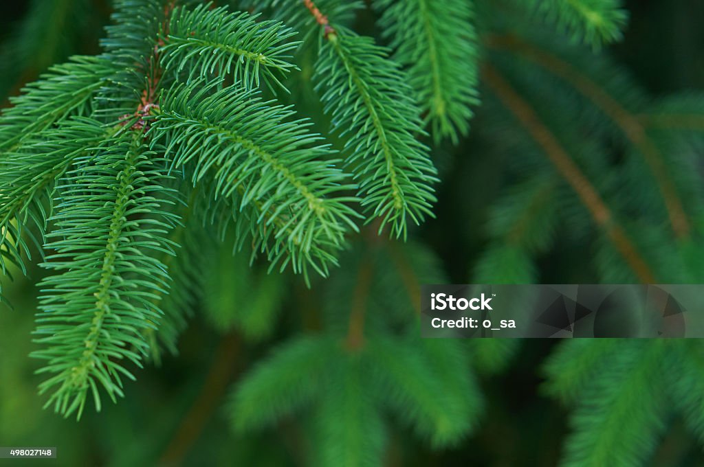 Christmas Fir Tree A Christmas fir tree useful as background. Pine Tree Stock Photo