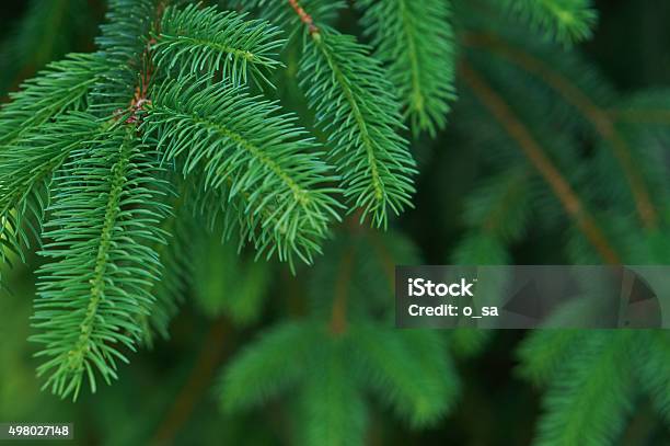 Christmas Fir Tree Stock Photo - Download Image Now - Pine Tree, Close-up, Fir Tree