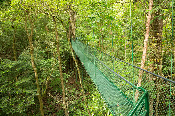 istock Hanging bridge, Costa Rica 498027158