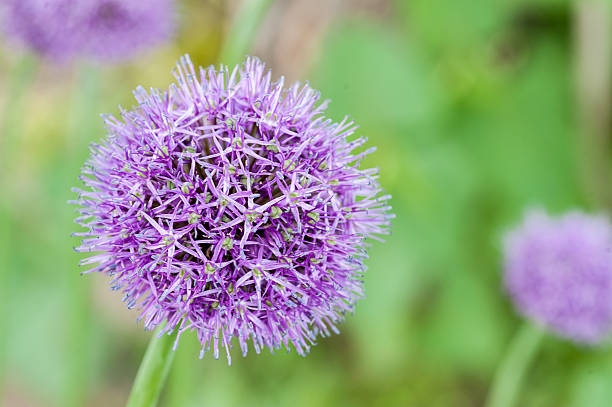 istock flowering violet onion over green background 498027187