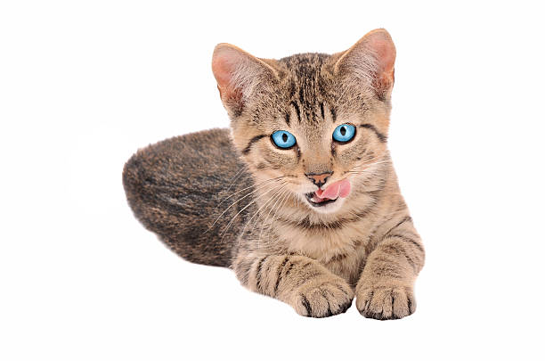 istock Brown Tabby Kitten with Tongue Out 498027189