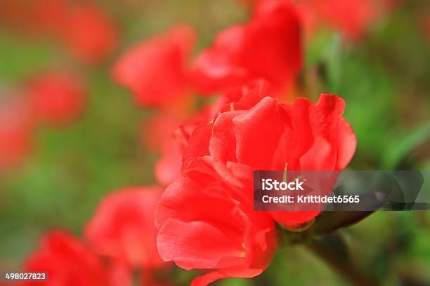 Flower Stock Photo - Download Image Now - Animal Mane, Blossom, Flower