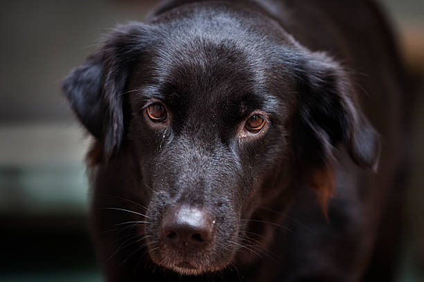 istock Black Golden Retriever 498027899