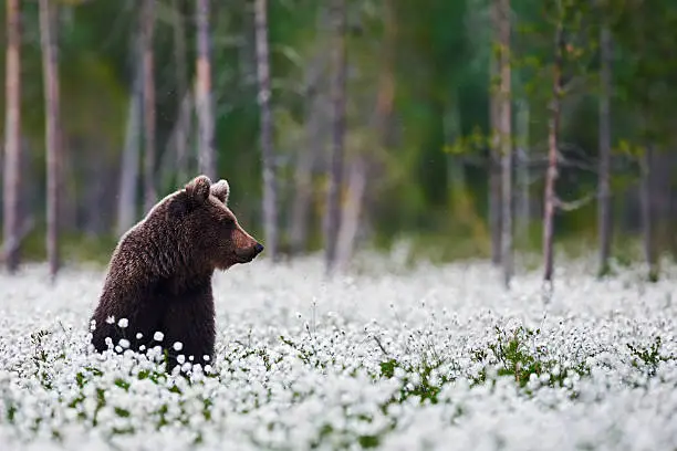 Brown bear sitting betweeen the cotton grass in a finnish forest