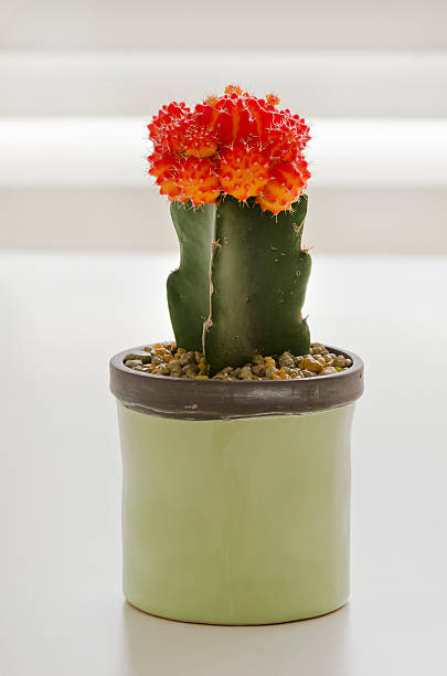 istock Red Grafted Cactus in the pot. 498028179