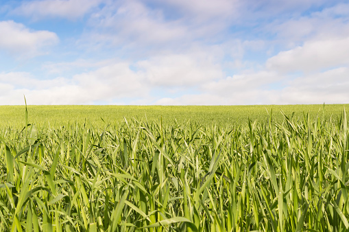 wheat fields under blue sky in Castilla y Leon north of Spain