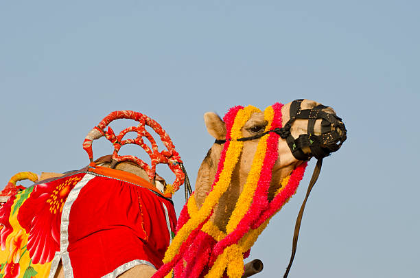 istock camel decorated with colorful tassels, necklaces and beads, India 498029065