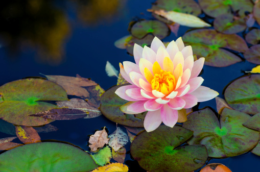 soft pink lotus flower over water