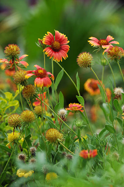 istock Cosmos flowers - Stock Image 498029847