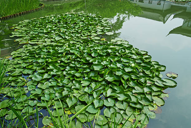 istock Lotus in the pond 498030741