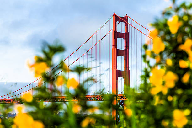 ゴールデンゲートブリッジは、サンフランシスコのぼやけた花の前景 - golden gate bridge bridge san francisco county summer ストックフォトと�画像