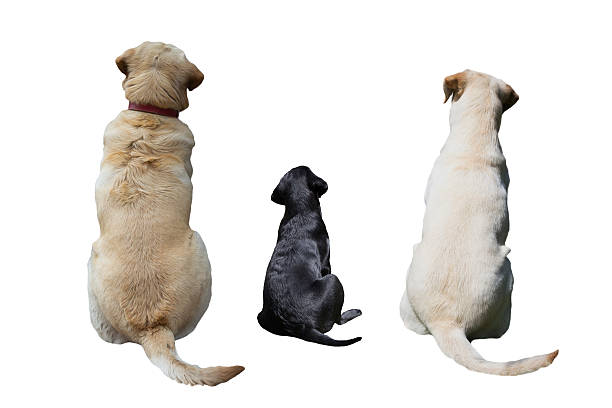 fotografii de stoc, fotografii și imagini scutite de redevențe cu câini înapoi - spate de animal