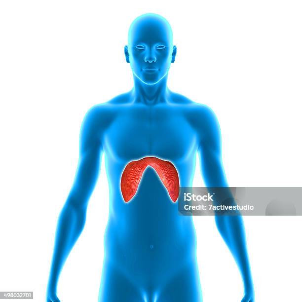 Diaphragms Stockfoto und mehr Bilder von Anatomie - Anatomie, Atmungsorgan, Biologie