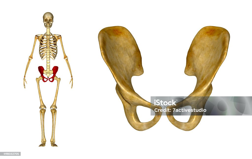 Skeleton_hip - Photo de Aine libre de droits