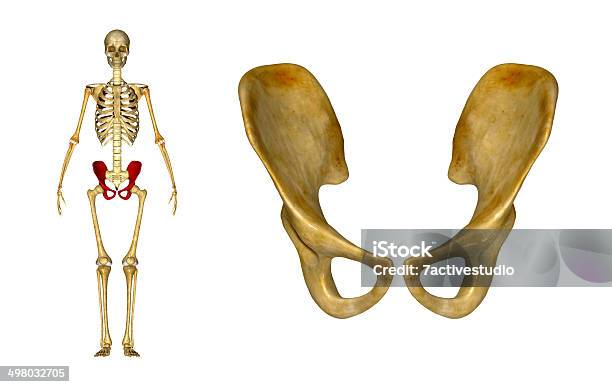 Skeletonhip - イラストレーションのストックフォトや画像を多数ご用意 - イラストレーション, カイロプラクティック療法, ヘルスケアと医療