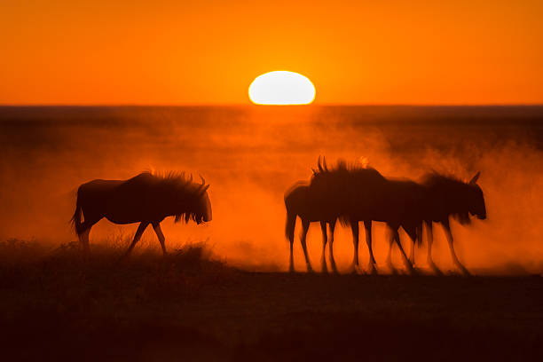 istock Sunrise in Etosha with Wildebeest 498032855