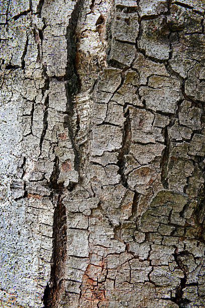 istock texture of fracture on the tree bark. 498033713