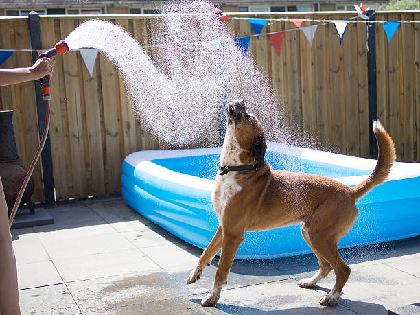 Dog playing and drinking water out of a hose