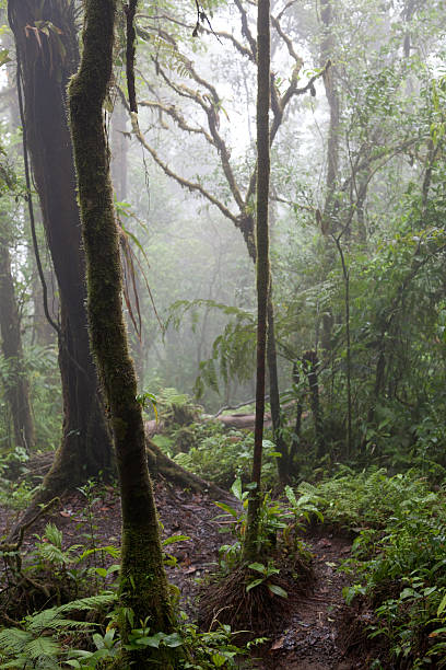 istock Trees in a forest, Costa Rica 498047071