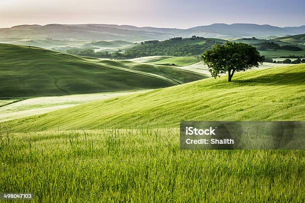 Sonnenaufgang Über Dem Grünen Rasen In Der Toskana Stockfoto und mehr Bilder von Hügellandschaft - Hügellandschaft, Landschaft, Agrarbetrieb