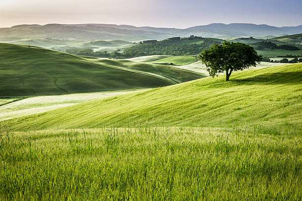 sunrise over the green campos de toscana - italian cypress tree cypress tree sunlight fotografías e imágenes de stock