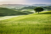 Sunrise over the green fields in Tuscany