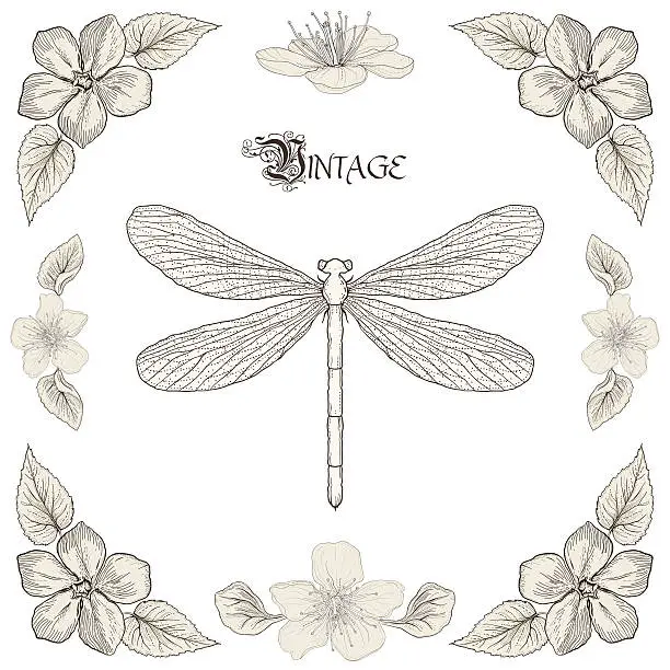 Vector illustration of dragonfly drawing vintage engraving style