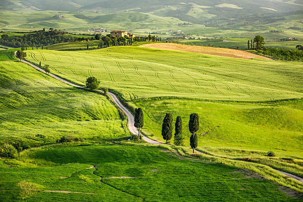 istock Green valley at sunset in Tuscany 498047329