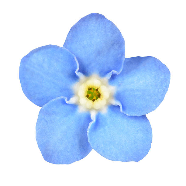 istock Forget-me-not Blue Flower Isolated on White 498047359