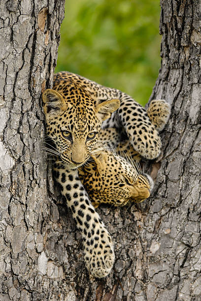 dos parejas cubs playing - leopard kruger national park south africa africa fotografías e imágenes de stock
