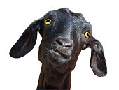 Isolated head of silly looking black goat, with clipping path