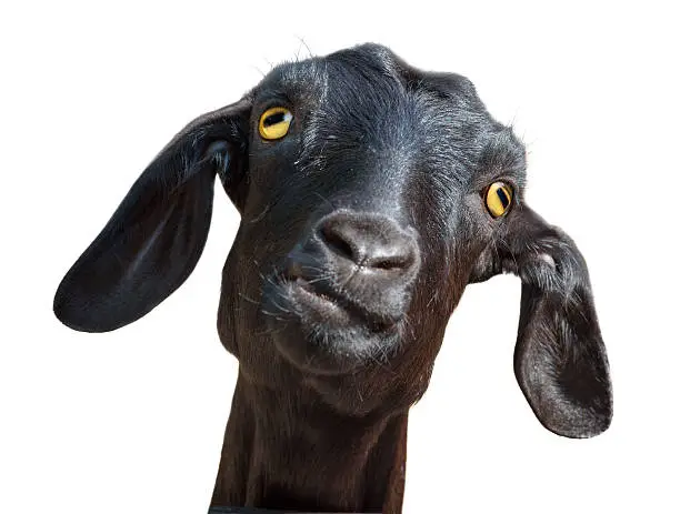 Photo of Isolated head of silly looking black goat, with clipping path