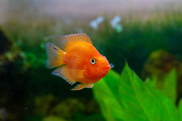 istock beautiful aquarium decorative orange parrot fish 498049157