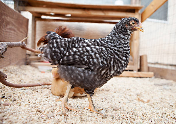 Plymouth Rock Barrada jovem frango - foto de acervo