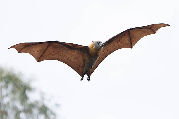flying megachiroptera - bat fruit bat mammal australia zdjęcia i obrazy z banku zdjęć